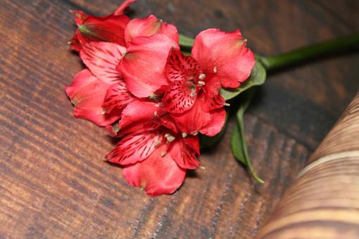 Free Stock Photo of Bouquet of red Alstroemerias