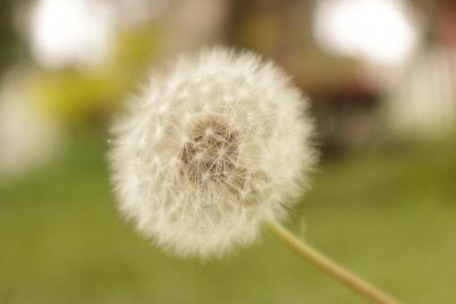 Free Stock Photo of White Dandelion