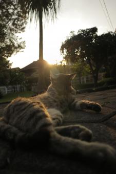 Free Stock Photo of Cute Cat at Sunset