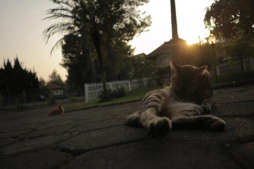 Free Stock Photo of Cat Cleaning at Sunset