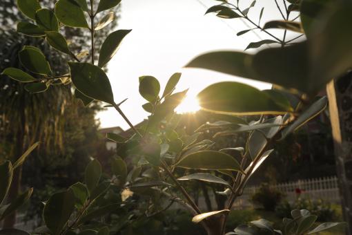 Free Stock Photo of Sunset Leaves