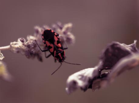 Free Stock Photo of Bug on a plant