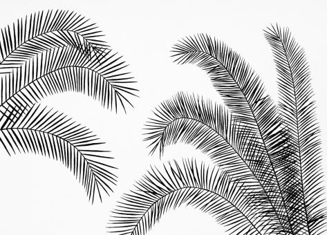 Free Stock Photo of Palm Leaves