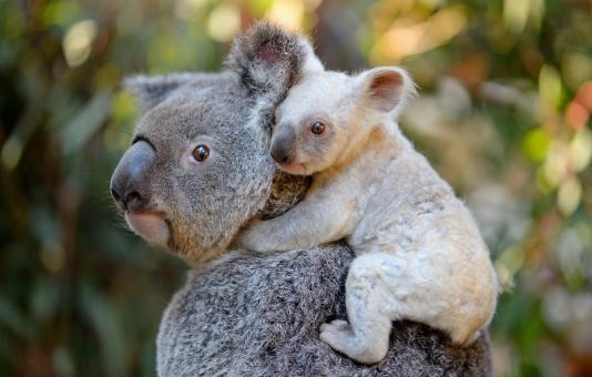 Free Stock Photo of Koalas at the zoo