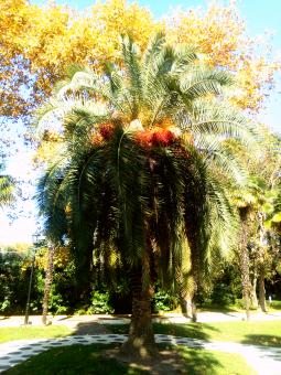 Free Stock Photo of Palm and palm fruits