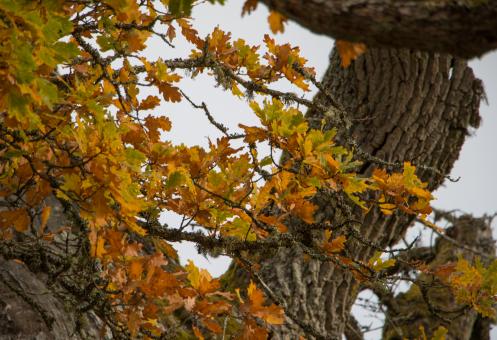 Free Stock Photo of 1000 years old Oak in Sweden