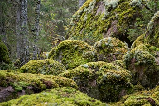 Free Stock Photo of Mossy stones in dark woods