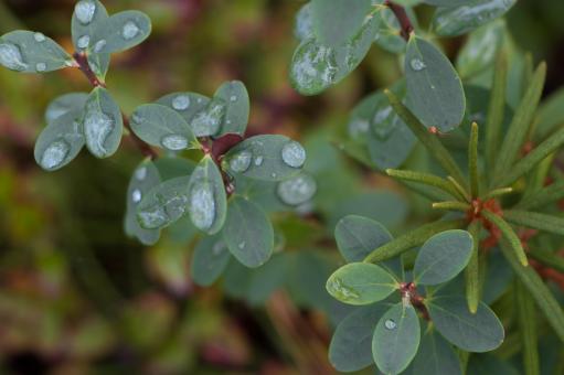Free Stock Photo of Droplets on leafs