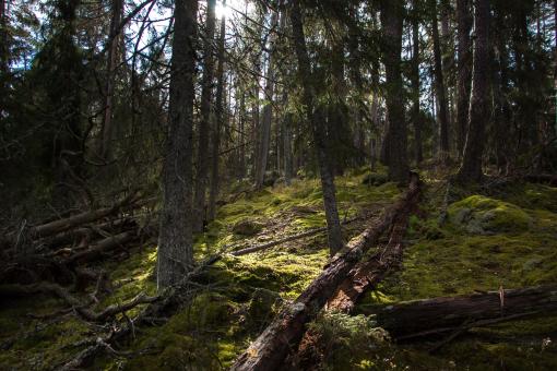 Free Stock Photo of Mysterious Forest in Sweden
