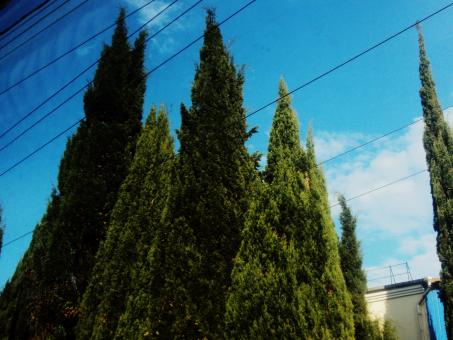 Free Stock Photo of Cypress trees