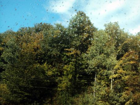 Free Stock Photo of Water Drops after Rain - Forest