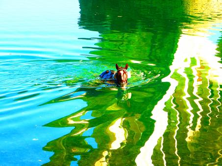 Free Stock Photo of A horse swimming in the river