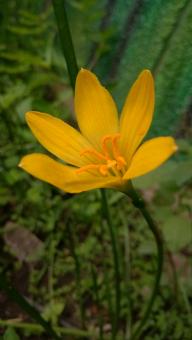 Free Stock Photo of Yellow Lily