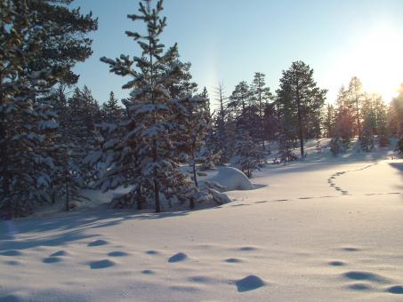 Free Stock Photo of Winter Forest Scene