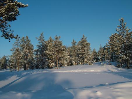 Free Stock Photo of Forest in Winter
