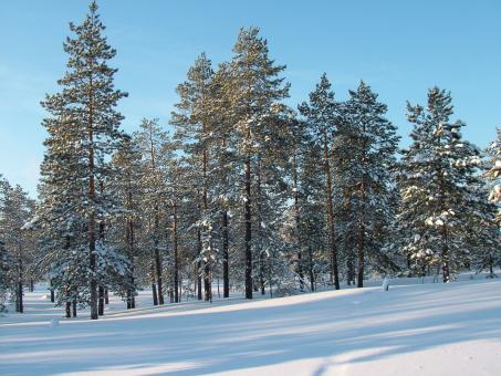 Free Stock Photo of Winter Trees and Snow