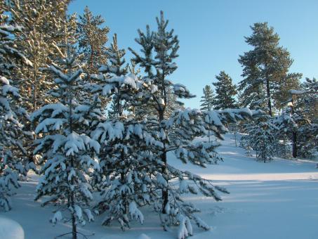 Free Stock Photo of Snow in the Woods