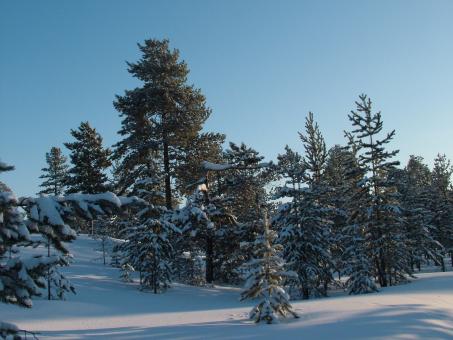 Free Stock Photo of Winter Woods and Sunlight