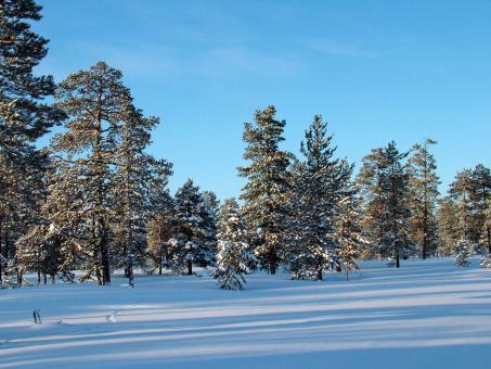 Free Stock Photo of Winter Trees Snow