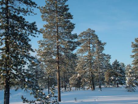 Free Stock Photo of Winter Woods - Blue Skies