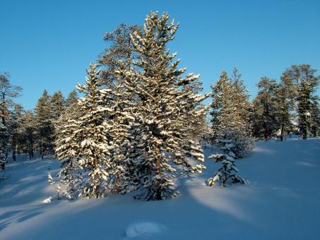 Free Stock Photo of Winter Scene in the Woods