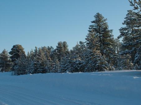 Free Stock Photo of Winter - Snow and Trees