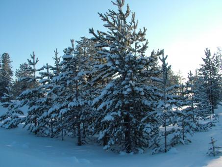 Free Stock Photo of Cold Winter Forest