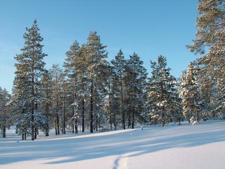 Free Stock Photo of Winter Woods - Beautiful Day