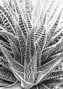 Free Stock Photo of Haworthia Plant - Black and White