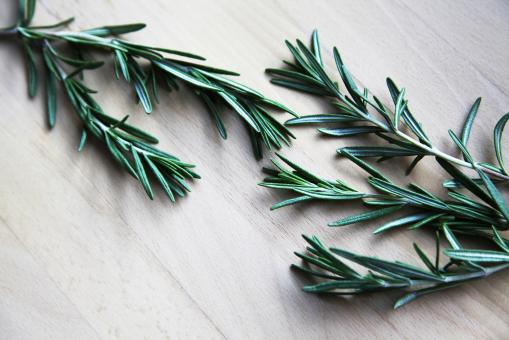 Free Stock Photo of Rosemary Herbs