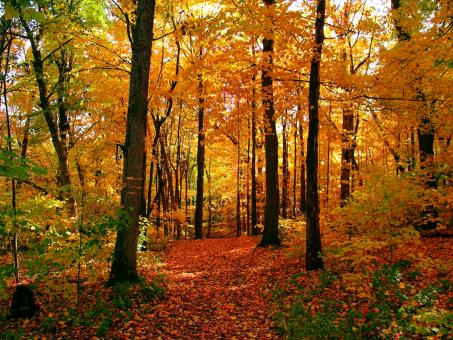 Free Stock Photo of Autumn Forest