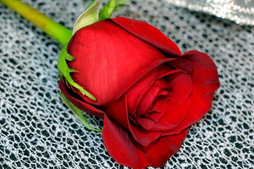 Free Stock Photo of Red Rose on Table