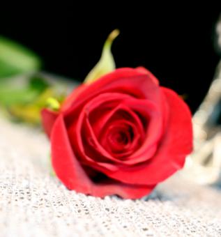 Free Stock Photo of Red Rose - Closeup - Valentines Day