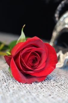 Free Stock Photo of Red Rose for Valentines Day