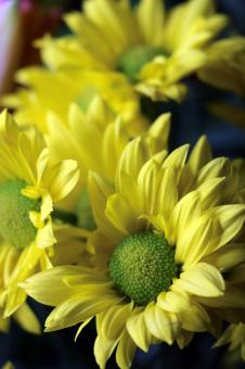 Free Stock Photo of Yellow Daisies