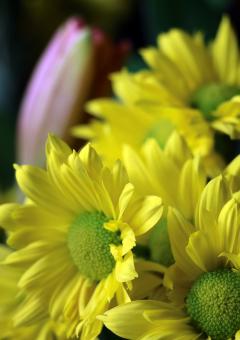 Free Stock Photo of Yellow Daisy Flowers