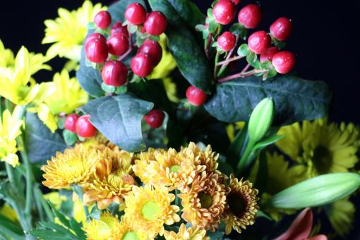 Free Stock Photo of Red berries and flowers