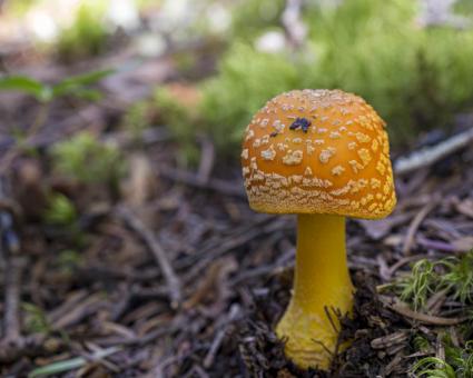 Free Stock Photo of Amanita Muscaria