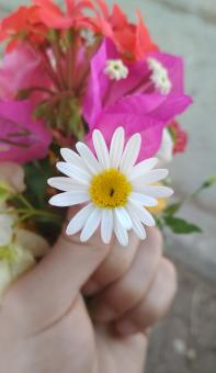Free Stock Photo of Beautiful flower in hand