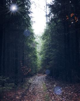 Free Stock Photo of Path Between Large Trees