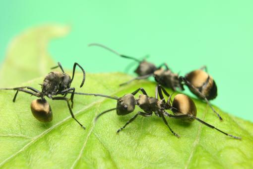 Free Stock Photo of Black Ants on Leaf