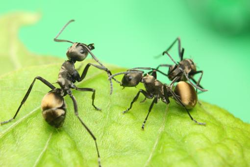 Free Stock Photo of Black Ants Fighting