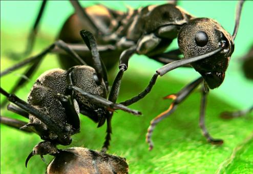 Free Stock Photo of Black Ants Extreme Closeup