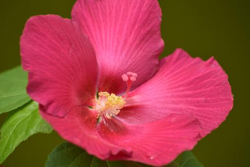 Free Stock Photo of Pink China Rose