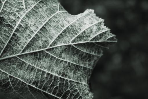 Free Stock Photo of Wilted leaf