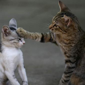 Free Stock Photo of Two Cute Cats Playing