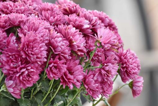 Free Stock Photo of Pink Chrysanthemum