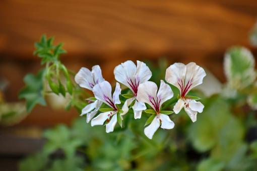 Free Stock Photo of White Flowers in Bloom