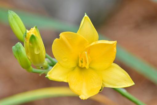 Free Stock Photo of Yellow Narcissus