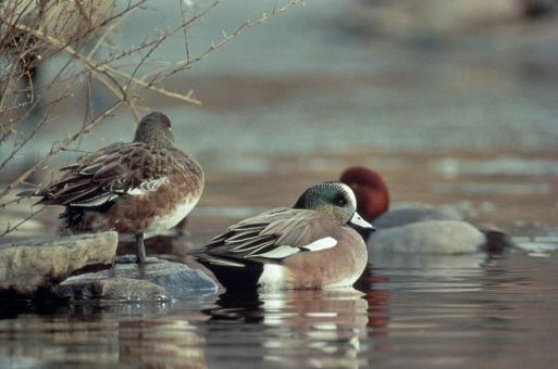 Free Stock Photo of American Wigeon Ducks